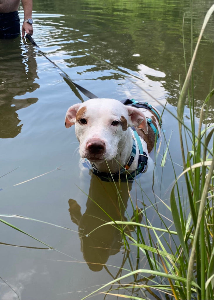Remy goes for a swim on Cape Cod